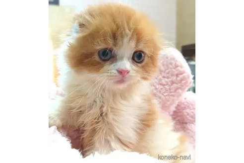 成約済の愛知県のスコティッシュフォールド(折れ耳)-74491の1枚目