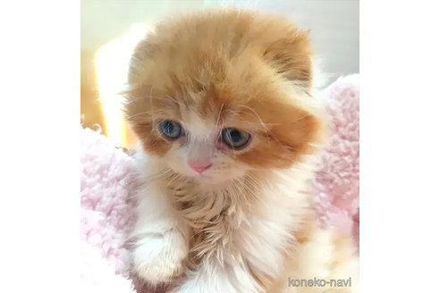 成約済の愛知県のスコティッシュフォールド(折れ耳)-74491の2枚目