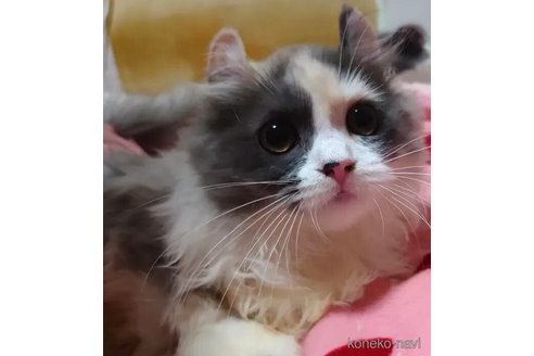 成約済の愛知県のマンチカン-74492の1枚目