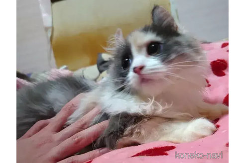 成約済の愛知県のマンチカン-74492の2枚目