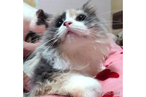 成約済の愛知県のマンチカン-74492の3枚目