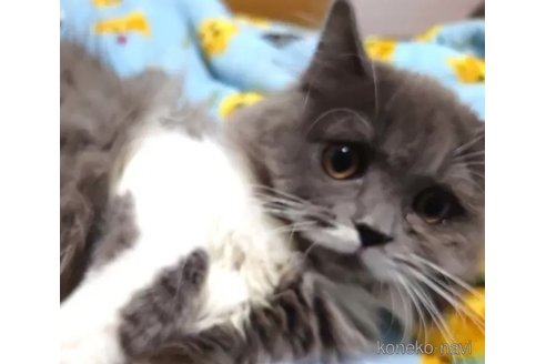 成約済の愛知県のペルシャ-74493の1枚目