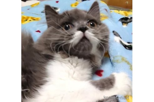 成約済の愛知県のペルシャ-74493の5枚目