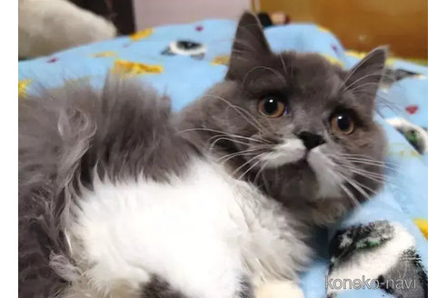 成約済の愛知県のペルシャ-74493の2枚目