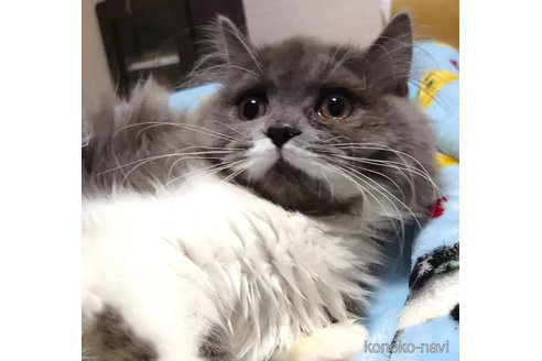 成約済の愛知県のペルシャ-74493の3枚目