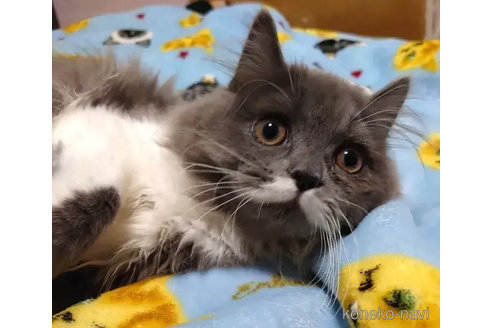 成約済の愛知県のペルシャ-74493の4枚目