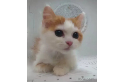 成約済の愛知県のスコティッシュフォールド-74495の2枚目