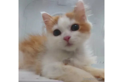 成約済の愛知県のスコティッシュフォールド-74495の3枚目