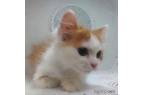 成約済の愛知県のスコティッシュフォールド-74495の4枚目