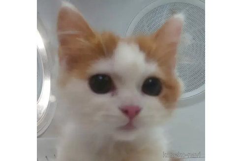 成約済の愛知県のスコティッシュフォールド-74495の1枚目