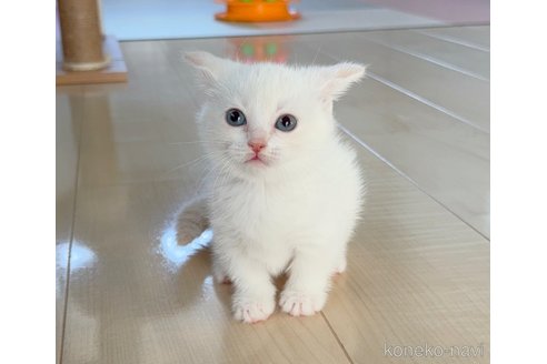 成約済の埼玉県のマンチカン(短足)-73997の5枚目