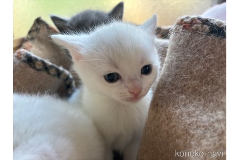 こんにちは子猫ちゃんのオレンジカルサイトブレス アクセサリー