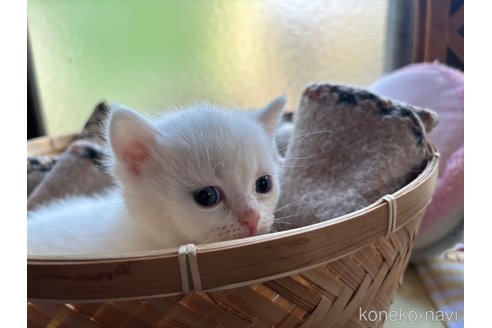 成約済の千葉県のスコティッシュフォールド-74132の11枚目