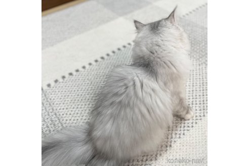 成約済の愛知県のミヌエット-70201の19枚目