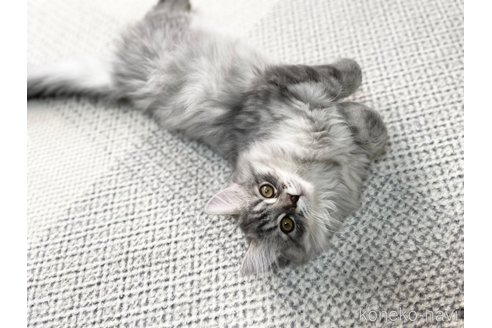 成約済の愛知県のミヌエット-70205の7枚目