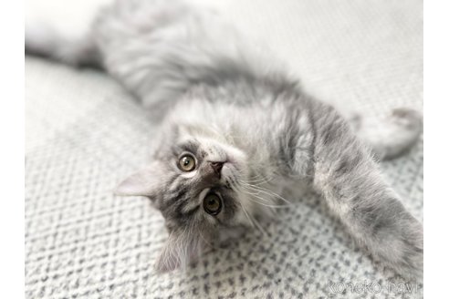 成約済の愛知県のミヌエット-70205の5枚目