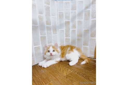 成約済の東京都のノルウェージャンフォレストキャット-73921の3枚目