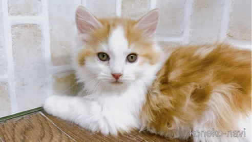 成約済の東京都のノルウェージャンフォレストキャット-73921の1枚目