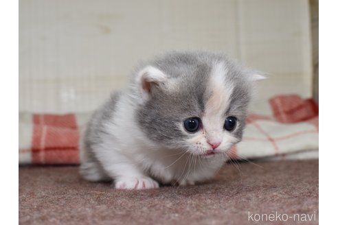 成約済の愛知県のミヌエット(短足)-74583の7枚目