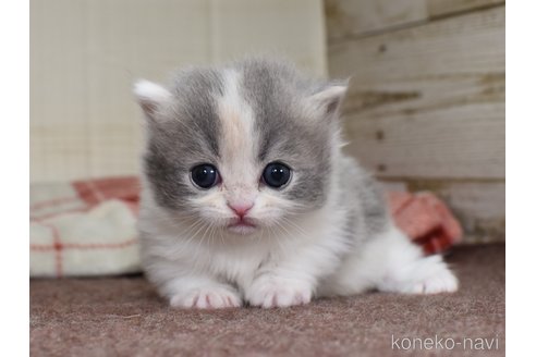 成約済の愛知県のミヌエット(短足)-74583の1枚目