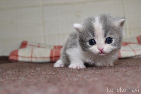 成約済の愛知県のミヌエット(短足)-74583の3枚目