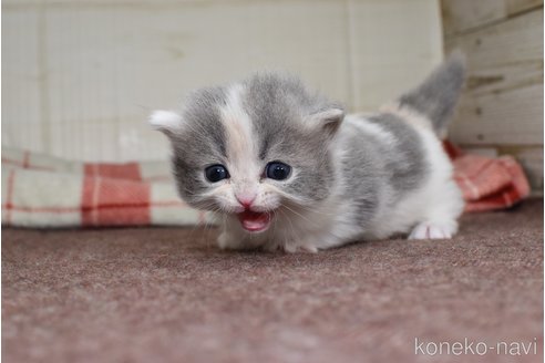 成約済の愛知県のミヌエット(短足)-74583の2枚目