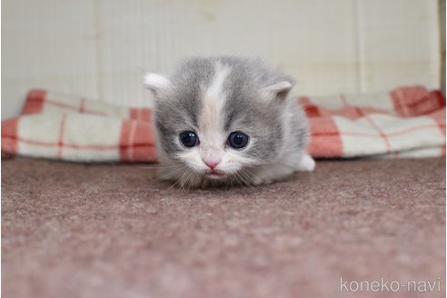 成約済の愛知県のミヌエット(短足)-74583の4枚目