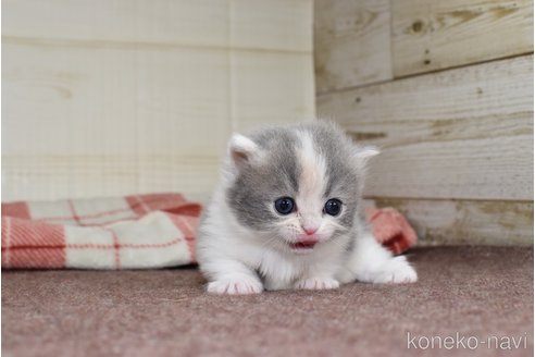 成約済の愛知県のミヌエット(短足)-74583の5枚目