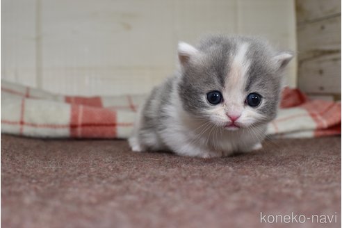 成約済の愛知県のミヌエット(短足)-74583の6枚目