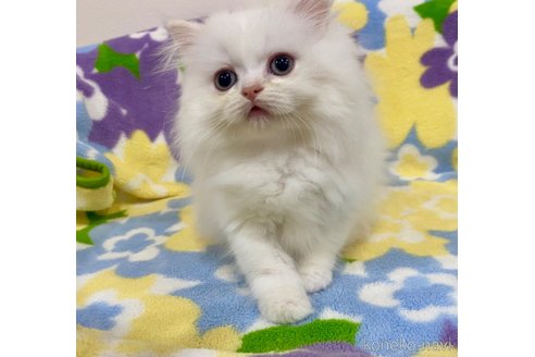 成約済の神奈川県のミヌエット-73010の4枚目