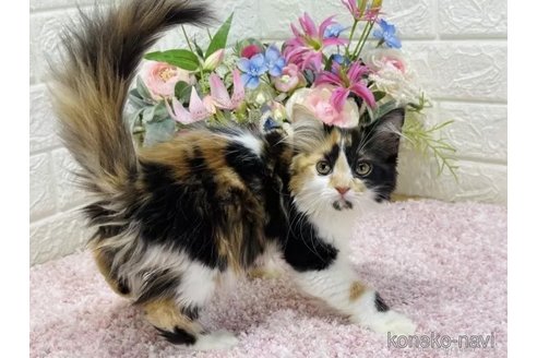 成約済の東京都のラガマフィン-74620の3枚目
