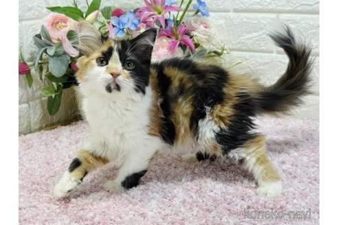 成約済の東京都のラガマフィン-74620の5枚目