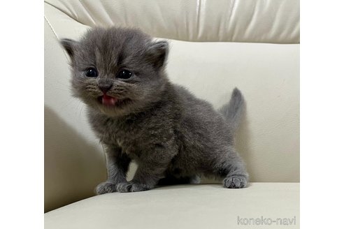 web限定アイテム 鹿児島県のその他の猫種｜女の子・2024/01/14生まれ・ブルーの 首輪・ハーネス・迷子札