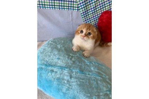 成約済の大阪府のスコティッシュフォールド(折れ耳)-74653の3枚目