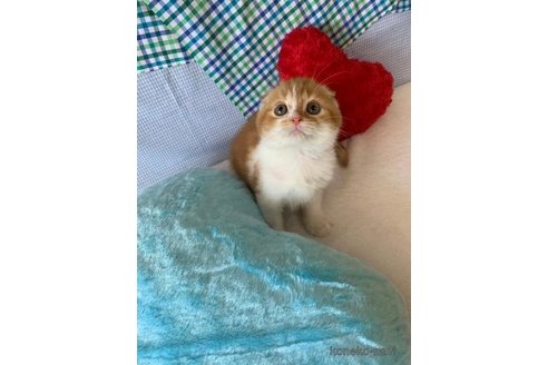 成約済の大阪府のスコティッシュフォールド(折れ耳)-74653の2枚目