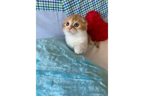 成約済の大阪府のスコティッシュフォールド(折れ耳)-74653の4枚目