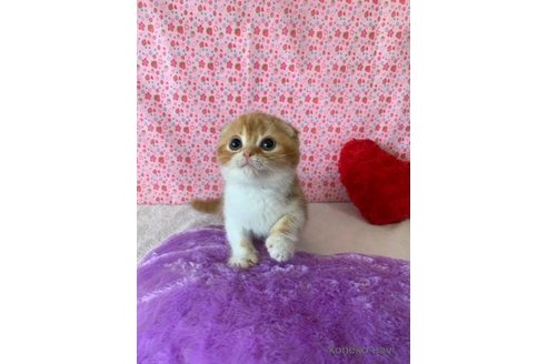 成約済の大阪府のスコティッシュフォールド(折れ耳)-74654の1枚目