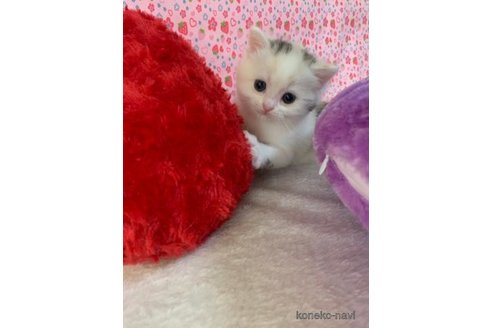 成約済の大阪府のスコティッシュストレート-74656の1枚目