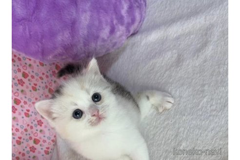 成約済の大阪府のスコティッシュストレート-74656の5枚目