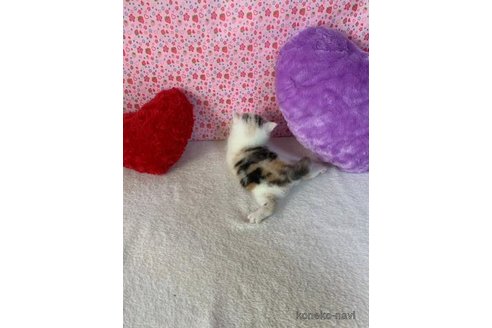 成約済の大阪府のスコティッシュストレート-74656の3枚目