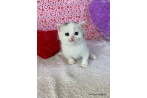 成約済の大阪府のスコティッシュストレート-74656の4枚目