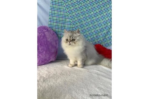 成約済の大阪府のペルシャ(チンチラ)-74658の1枚目