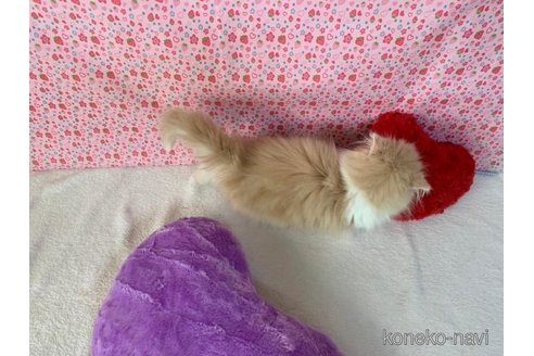 成約済の大阪府のスコティッシュストレート-74659の5枚目