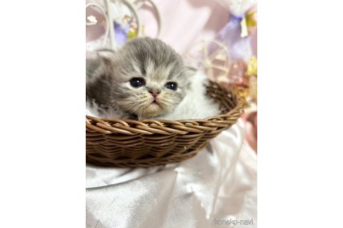 成約済の愛知県のペルシャ(チンチラ)-74727の7枚目