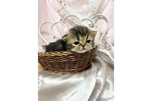 成約済の愛知県のペルシャ(チンチラ)-74729の6枚目