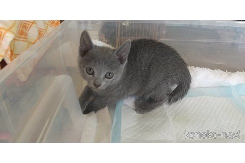 成約済の愛知県のロシアンブルー-74749の1枚目
