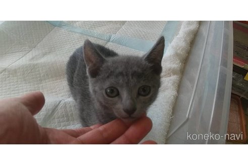 成約済の愛知県のロシアンブルー-74749の2枚目