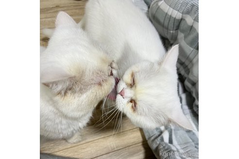 成約済の埼玉県のミックス-62513の18枚目