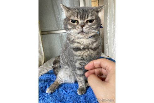 成約済の神奈川県のマンチカン-71308の11枚目