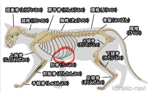 成約済の岐阜県のペルシャ(チンチラ)-74765の4枚目